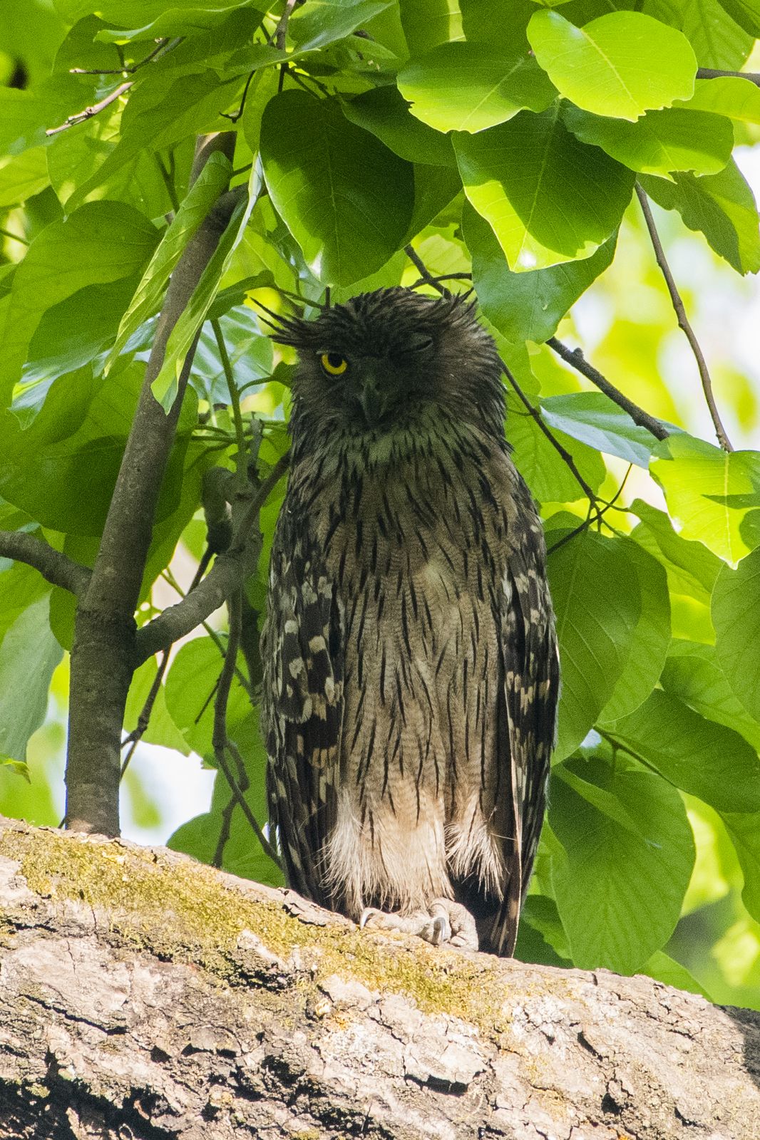 Brown fish owl (1)